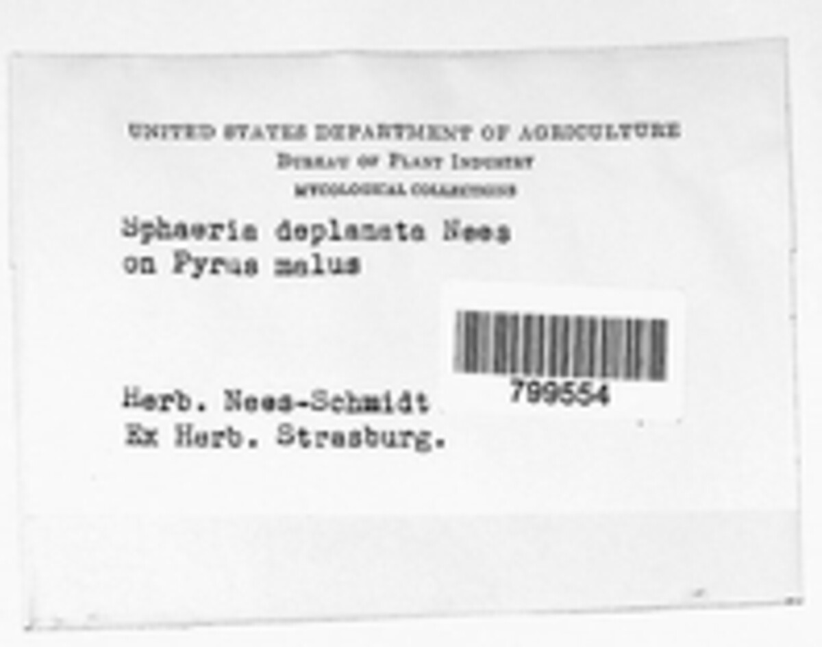Sphaeria deplanata image